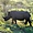 Rhinocéros - Réserve de Zulu Nyala