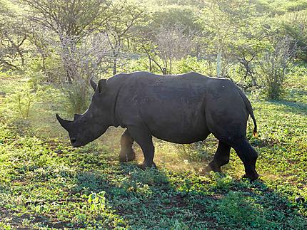 Rhinocéros - Réserve de Zulu Nyala