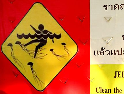 Attention aux méduses à Pattaya