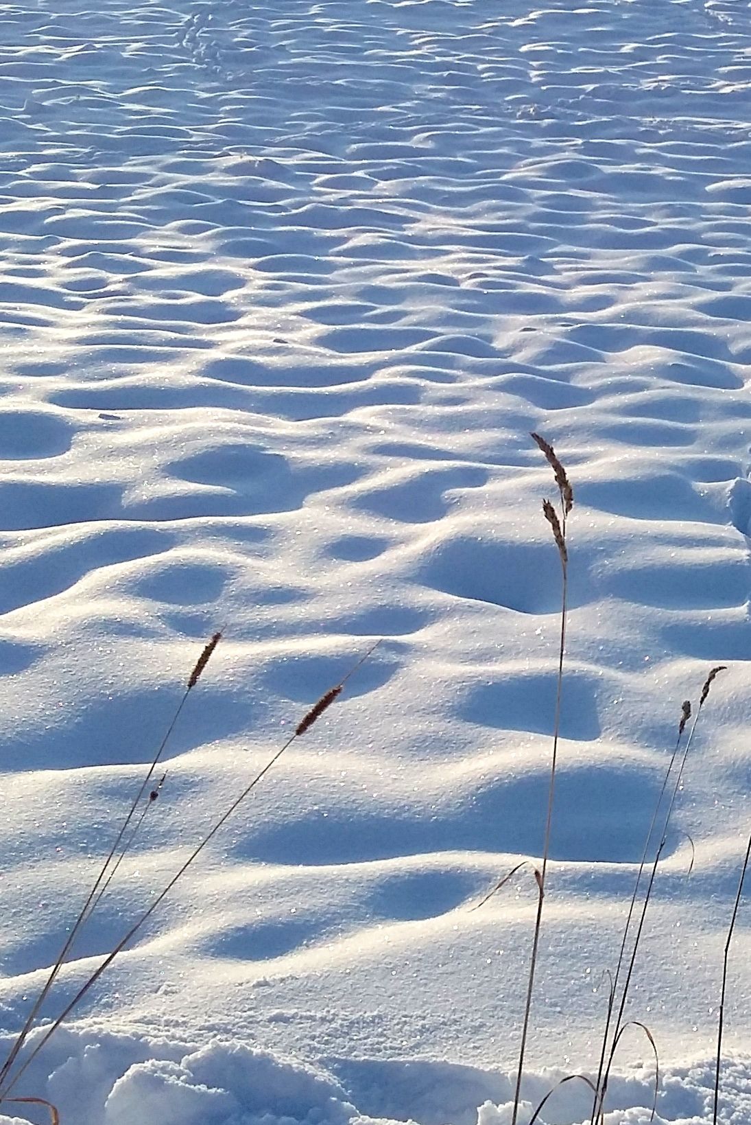 Brin d'herbe dans la neige à Villard-de-Lans