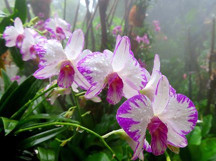 Jardin des orchidées 