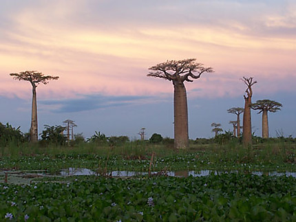 Baobab coloré