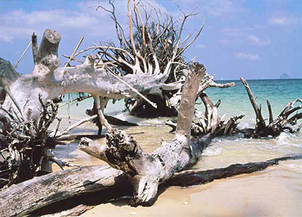 Arbre mort sur plage de rêve