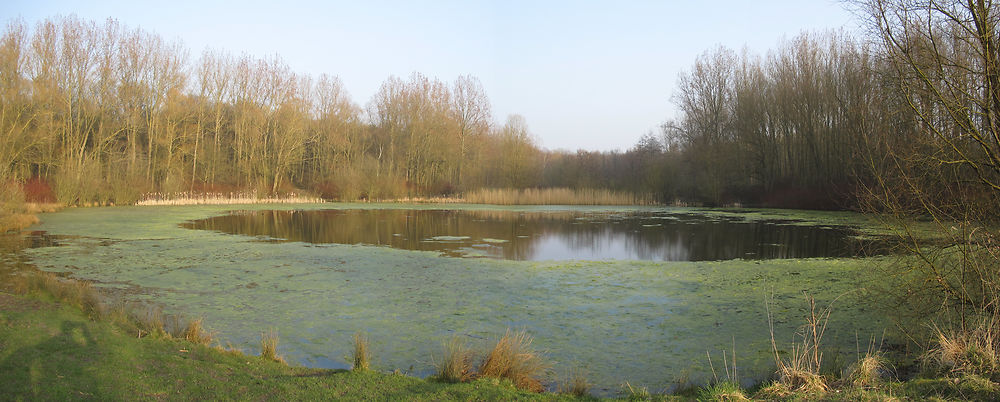 Forêt domaniale de Phalempin - Plan d'eau