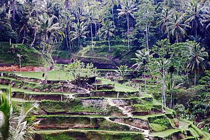 Rice terrace