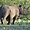 Rhinocéros blanc - Réserve de Zulu Nyala