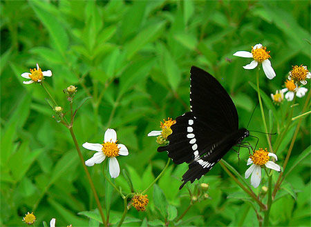 Papillon Noir et blanc
