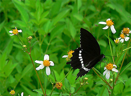 Papillon Noir et blanc