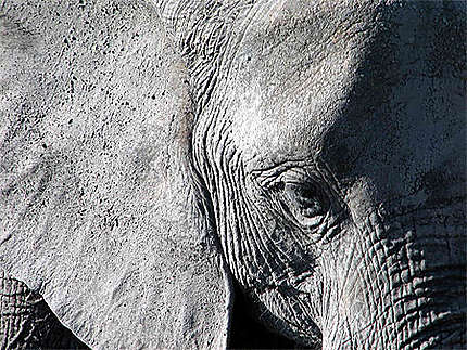 L'oeil de l'éléphant