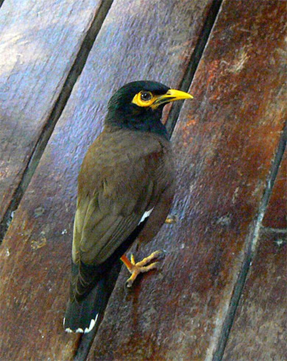 Oiseau de koh-tao