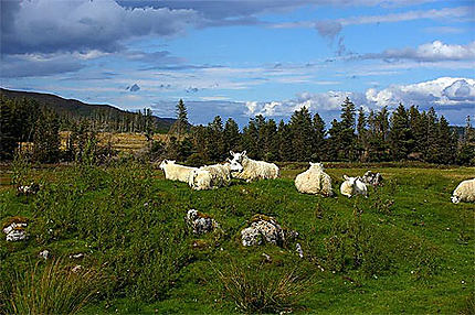 Les moutons de l'île de Skye
