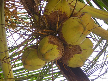 Noix de coco Noix de coco