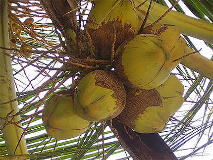noix de coco arbre