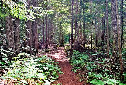 Forêt de Wells Gray Provincial Park