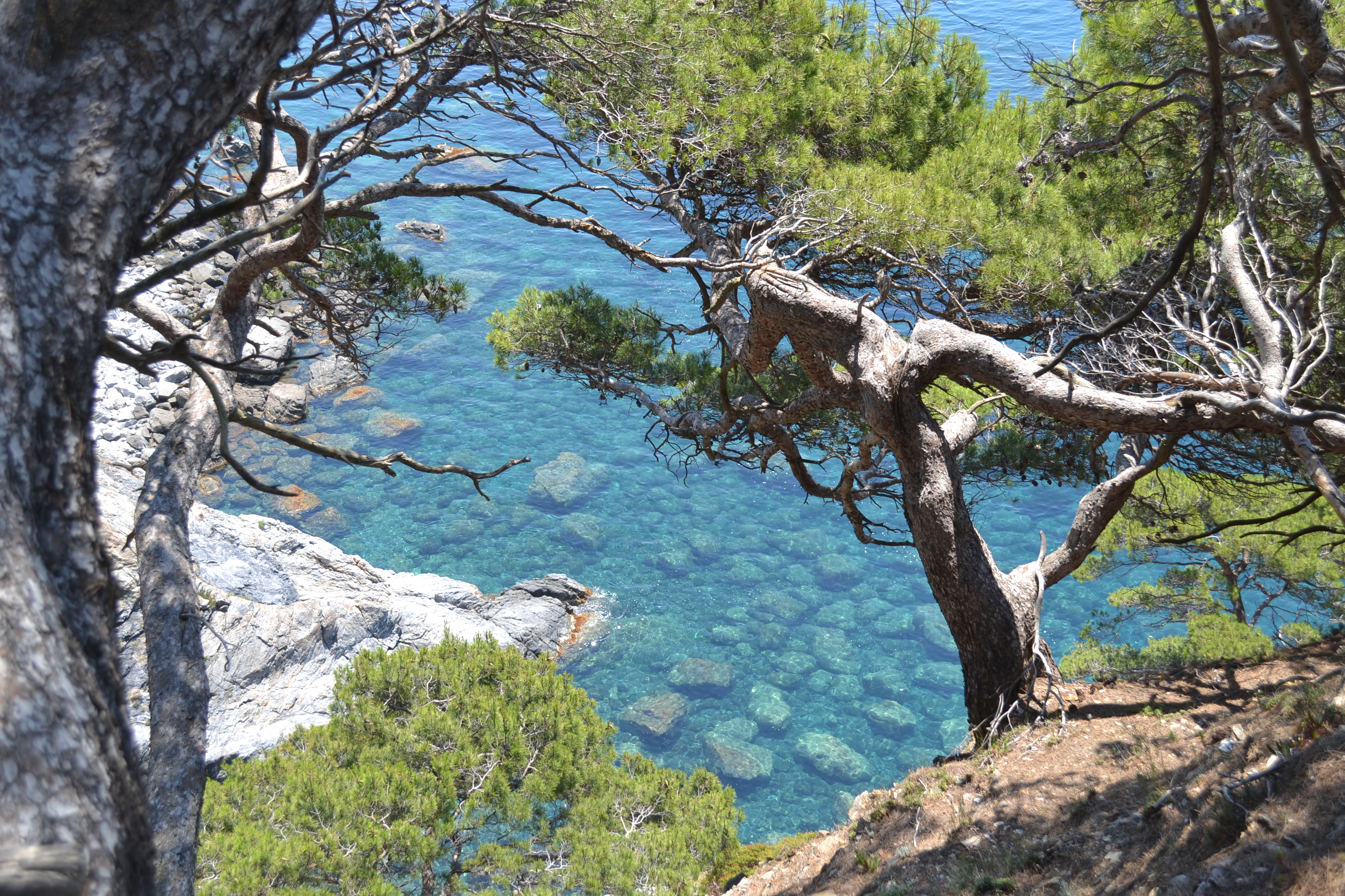 Calanque sur l'île de Porquerolles, Var Calanque sur l'île de Porquerolles, Var