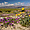 Flower bloom, Anza-Borrego Desert State Park