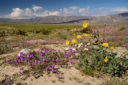 Flower bloom, Anza-Borrego Desert State Park