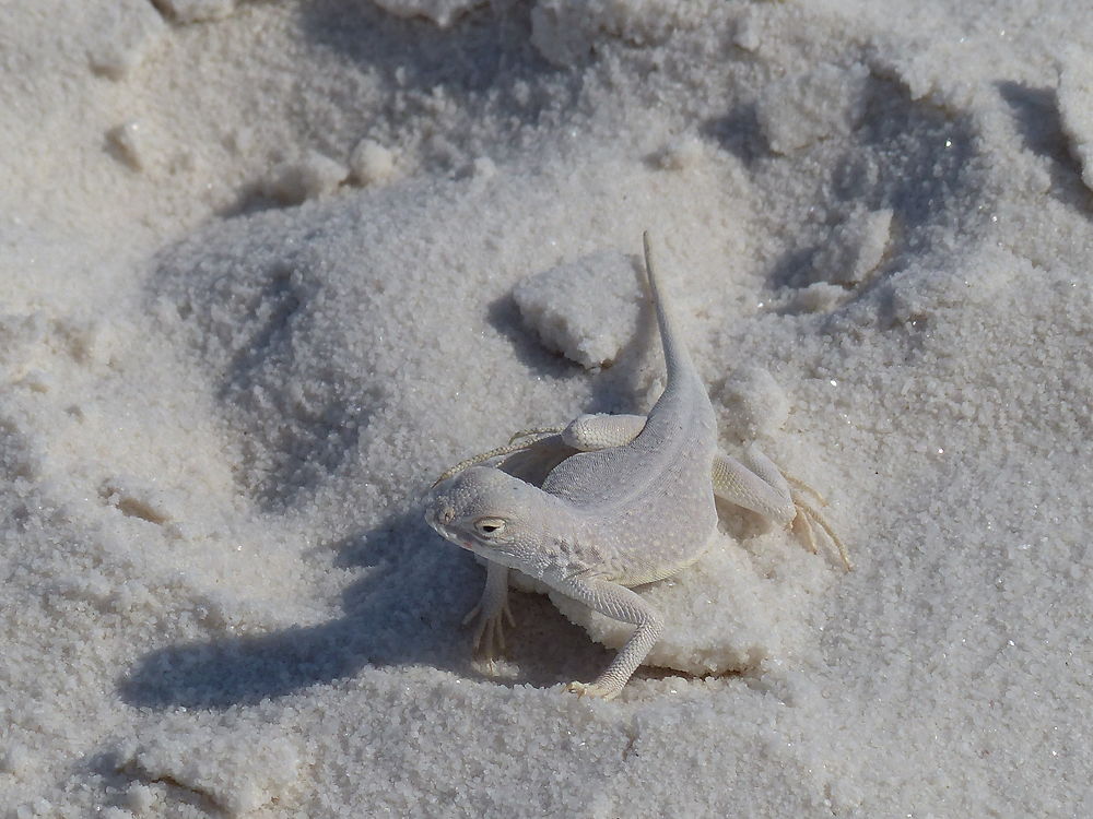 Lézard au White Sands National Monument