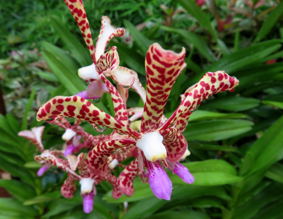 Orchidée Aranda Pata White Orchidée Aranda Pata White