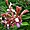Orchidée Aranda Pata White