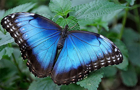 Un beau morpho Un beau morpho