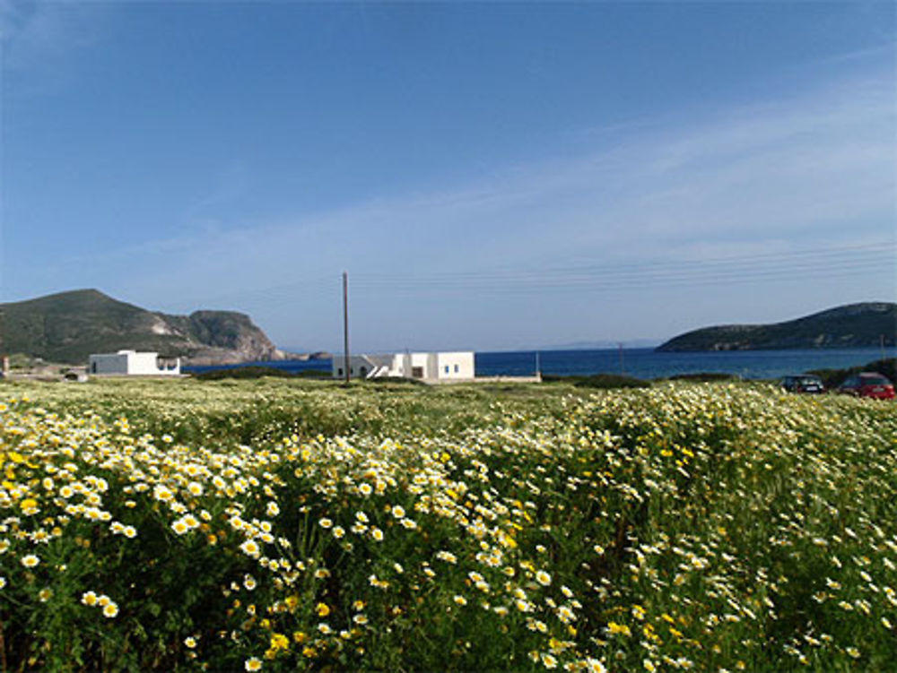 Les cyclades en fleurs