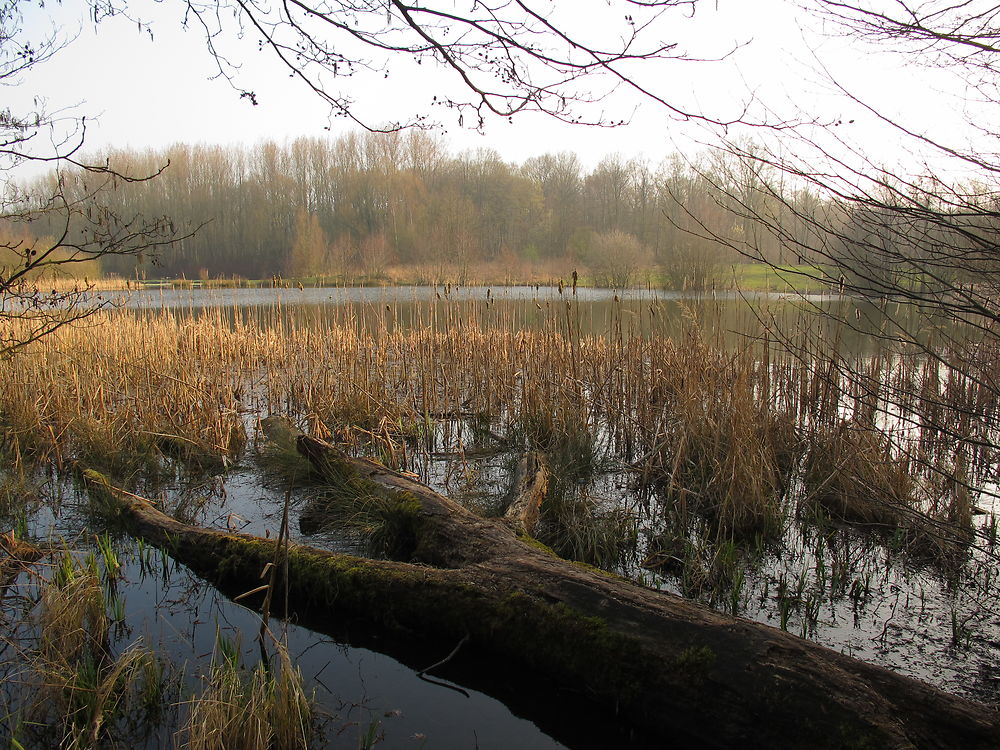 Forêt domaniale de Phalempin - Plan d'eau