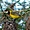 Petit oiseau jaune - Réserve Zulu Nyala