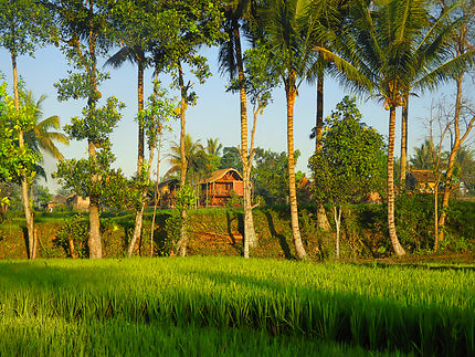 Rizières de Lombok