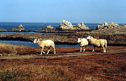 Moutons à Ouessant