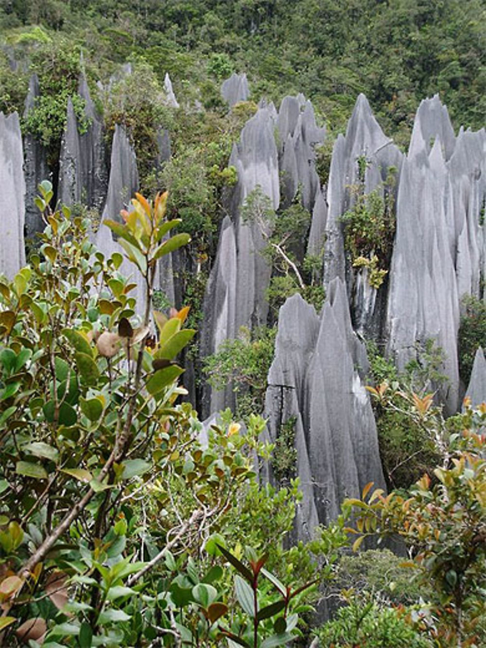 Les pinacles de Gunung Api