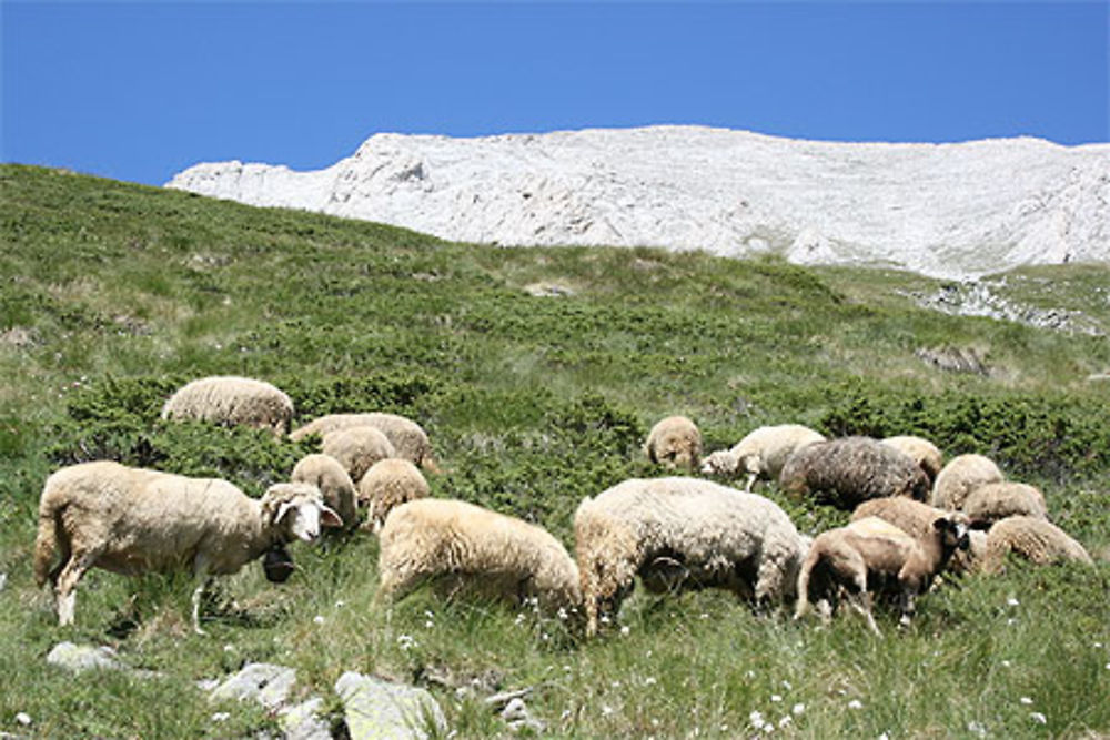 Troupeau de moutons