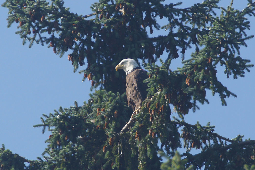 Aigle chauve