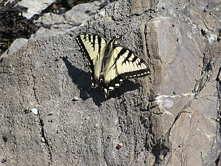 Papillon à Grosse-Roches