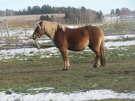 Le cheval à Luceville