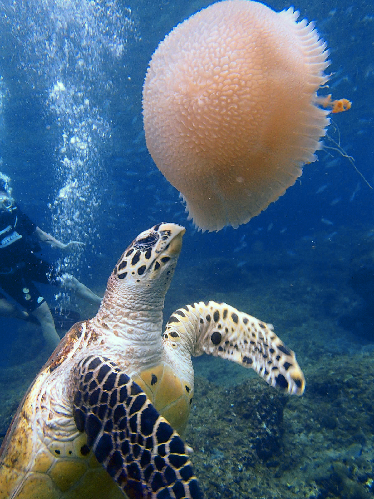 Tortue à Phi Phi Lee Tortue à Phi Phi Lee