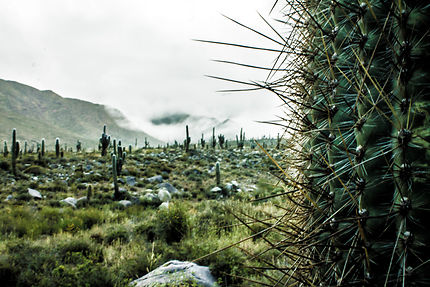 Cactus Argentins