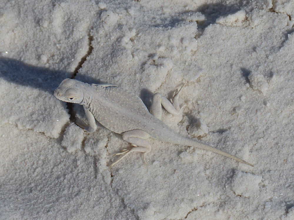 Lézard dans le désert blanc