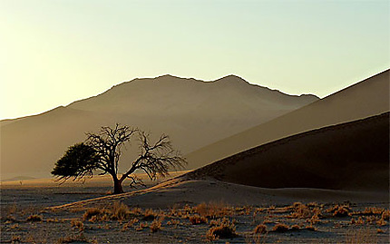 Un arbre au pied de la dune