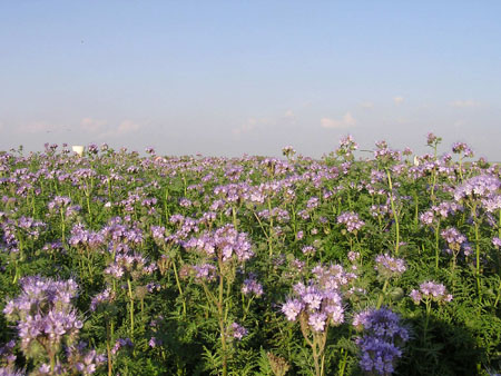 champ fleuri champ fleuri