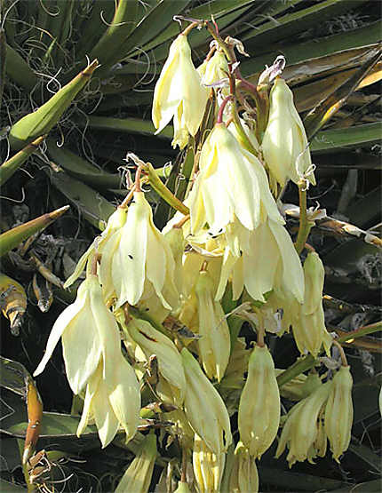 Fleurs d'agave