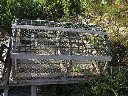 Cage à homard au N.B.