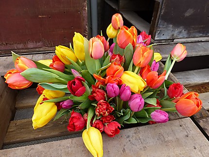 Les tulipes de la pointe de la torche