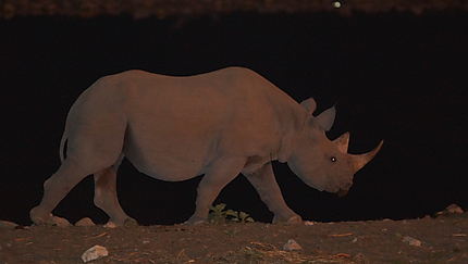 Rhino à Etosha