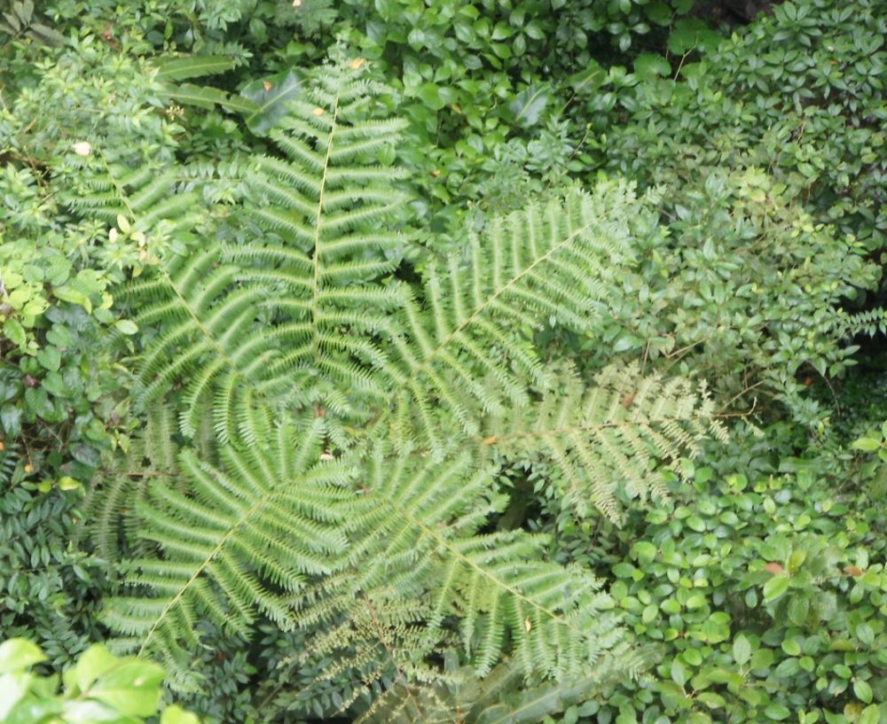 Canopée Monteverde, Costa Rica