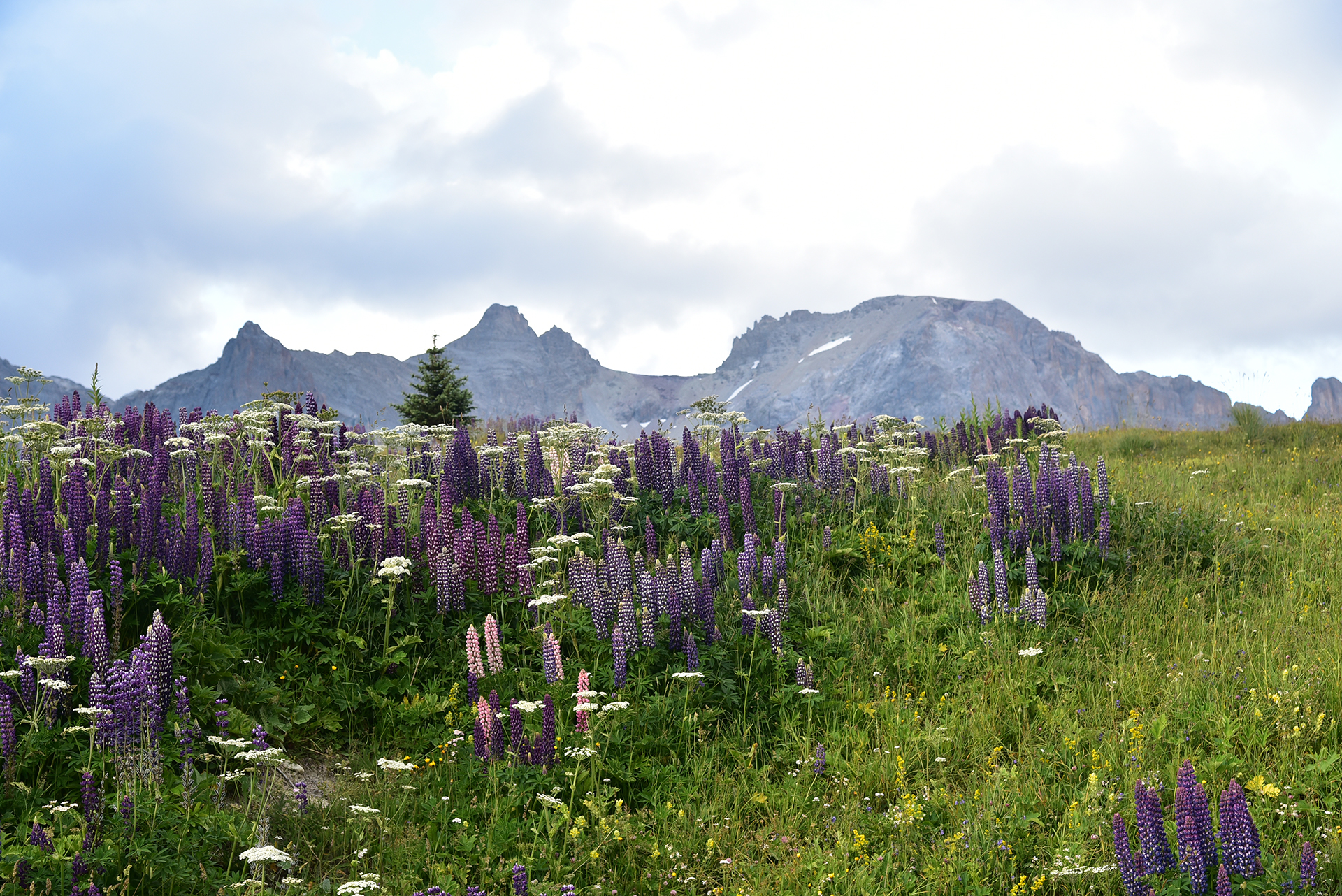 Lupins des montagnes Lupins des montagnes