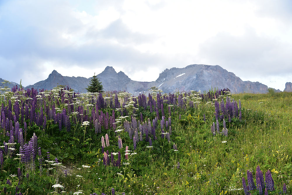 Lupins des montagnes 