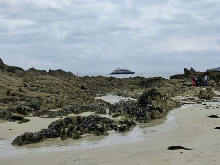 Un visiteur peu habituel sur Kerfany