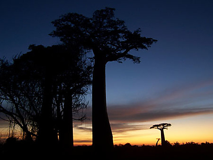 Coucher de soleil sur baobab