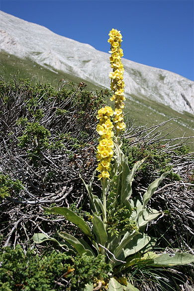 Belle fleur du parc national du Pirin Belle fleur du parc national du Pirin